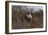 Namibia, Black Rhinoceros Standing amongst Bushes-Nosnibor137-Framed Photographic Print