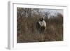 Namibia, Black Rhinoceros Standing amongst Bushes-Nosnibor137-Framed Photographic Print