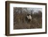 Namibia, Black Rhinoceros Standing amongst Bushes-Nosnibor137-Framed Photographic Print