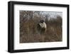 Namibia, Black Rhinoceros Standing amongst Bushes-Nosnibor137-Framed Photographic Print