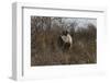 Namibia, Black Rhinoceros Standing amongst Bushes-Nosnibor137-Framed Photographic Print