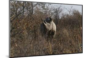 Namibia, Black Rhinoceros Standing amongst Bushes-Nosnibor137-Mounted Photographic Print