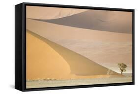 Namibia Camelthorn Tree (Acacia Erioloba)-null-Framed Stretched Canvas
