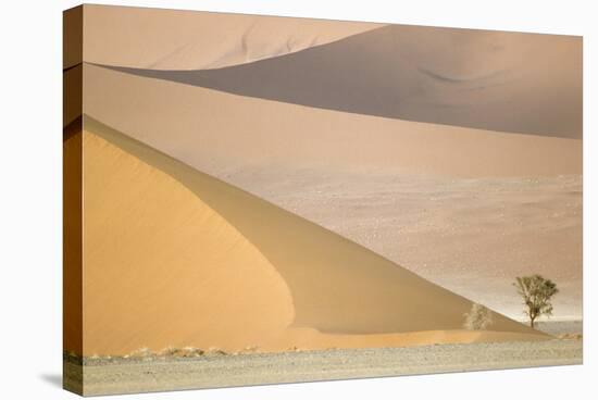 Namibia Camelthorn Tree (Acacia Erioloba)-null-Stretched Canvas