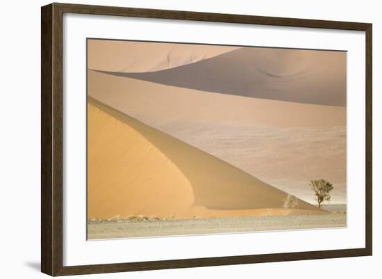 Namibia Camelthorn Tree (Acacia Erioloba)-null-Framed Photographic Print