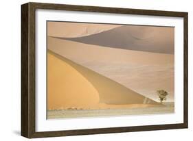 Namibia Camelthorn Tree (Acacia Erioloba)-null-Framed Photographic Print