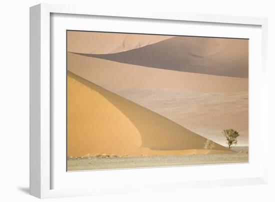 Namibia Camelthorn Tree (Acacia Erioloba)-null-Framed Photographic Print