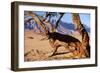 Namibia Camelthorn Tree-null-Framed Photographic Print