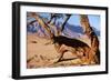 Namibia Camelthorn Tree-null-Framed Photographic Print