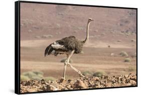 Namibia, Damaraland. Ostrich walking in the Palmwag Conservancy.-Jaynes Gallery-Framed Stretched Canvas