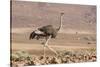 Namibia, Damaraland. Ostrich walking in the Palmwag Conservancy.-Jaynes Gallery-Stretched Canvas