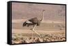 Namibia, Damaraland. Ostrich walking in the Palmwag Conservancy.-Jaynes Gallery-Framed Stretched Canvas