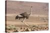 Namibia, Damaraland. Ostrich walking in the Palmwag Conservancy.-Jaynes Gallery-Stretched Canvas