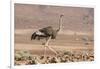 Namibia, Damaraland. Ostrich walking in the Palmwag Conservancy.-Jaynes Gallery-Framed Photographic Print