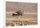 Namibia, Damaraland. Ostrich walking in the Palmwag Conservancy.-Jaynes Gallery-Framed Photographic Print