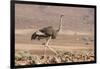 Namibia, Damaraland. Ostrich walking in the Palmwag Conservancy.-Jaynes Gallery-Framed Photographic Print