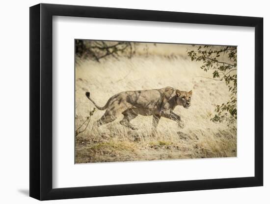 Namibia, Damaraland, Palwag Concession. Stalking Lion Stalking-Wendy Kaveney-Framed Photographic Print
