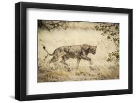 Namibia, Damaraland, Palwag Concession. Stalking Lion Stalking-Wendy Kaveney-Framed Photographic Print