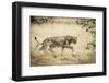 Namibia, Damaraland, Palwag Concession. Stalking Lion Stalking-Wendy Kaveney-Framed Photographic Print