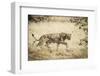 Namibia, Damaraland, Palwag Concession. Stalking Lion Stalking-Wendy Kaveney-Framed Photographic Print