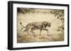 Namibia, Damaraland, Palwag Concession. Stalking Lion Stalking-Wendy Kaveney-Framed Photographic Print