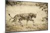 Namibia, Damaraland, Palwag Concession. Stalking Lion Stalking-Wendy Kaveney-Mounted Photographic Print