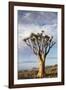 Namibia, Damaraland, View of Alone Aloe Dichotoma, Quiver Tree-Rick Daley-Framed Photographic Print