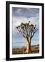 Namibia, Damaraland, View of Alone Aloe Dichotoma, Quiver Tree-Rick Daley-Framed Photographic Print