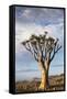 Namibia, Damaraland, View of Alone Aloe Dichotoma, Quiver Tree-Rick Daley-Framed Stretched Canvas