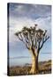 Namibia, Damaraland, View of Alone Aloe Dichotoma, Quiver Tree-Rick Daley-Stretched Canvas