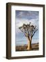 Namibia, Damaraland, View of Alone Aloe Dichotoma, Quiver Tree-Rick Daley-Framed Photographic Print