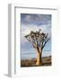 Namibia, Damaraland, View of Alone Aloe Dichotoma, Quiver Tree-Rick Daley-Framed Photographic Print