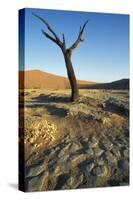 Namibia Dead Camelthorn Tree (Acacia Erioloba)-null-Stretched Canvas