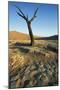 Namibia Dead Camelthorn Tree (Acacia Erioloba)-null-Mounted Photographic Print