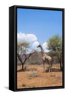 Namibia. Desert Giraffe in Okonjima Private Reserve-Bill Bachmann-Framed Stretched Canvas