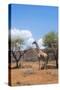 Namibia. Desert Giraffe in Okonjima Private Reserve-Bill Bachmann-Stretched Canvas