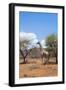 Namibia. Desert Giraffe in Okonjima Private Reserve-Bill Bachmann-Framed Photographic Print