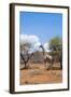 Namibia. Desert Giraffe in Okonjima Private Reserve-Bill Bachmann-Framed Photographic Print