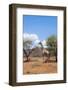 Namibia. Desert Giraffe in Okonjima Private Reserve-Bill Bachmann-Framed Photographic Print