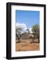 Namibia. Desert Giraffe in Okonjima Private Reserve-Bill Bachmann-Framed Photographic Print