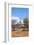 Namibia. Desert Giraffe in Okonjima Private Reserve-Bill Bachmann-Framed Photographic Print