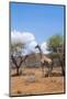 Namibia. Desert Giraffe in Okonjima Private Reserve-Bill Bachmann-Mounted Photographic Print