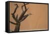 Namibia Desert-DR_Flash-Framed Stretched Canvas