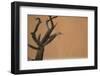 Namibia Desert-DR_Flash-Framed Photographic Print