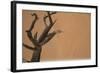 Namibia Desert-DR_Flash-Framed Photographic Print