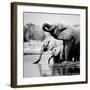 Namibia Elephants-Nina Papiorek-Framed Giclee Print