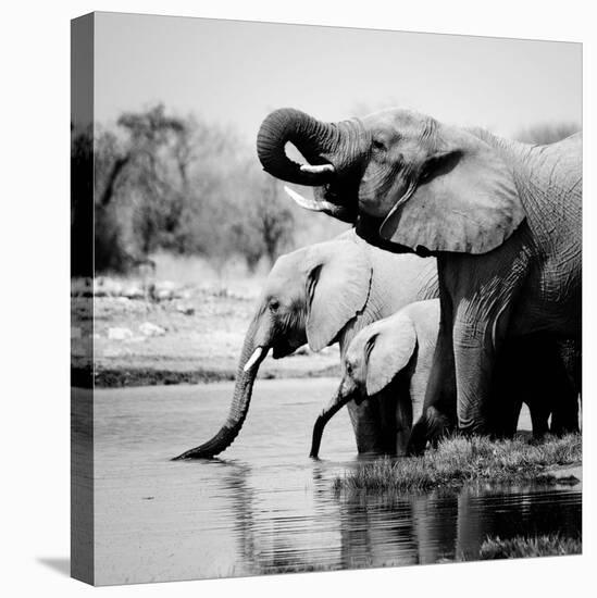 Namibia Elephants-Nina Papiorek-Stretched Canvas