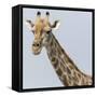 Namibia, Etosha, Klein Namutoni Waterhole. Portrait of a Giraffe-Jaynes Gallery-Framed Stretched Canvas