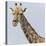 Namibia, Etosha, Klein Namutoni Waterhole. Portrait of a Giraffe-Jaynes Gallery-Stretched Canvas