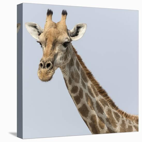 Namibia, Etosha, Klein Namutoni Waterhole. Portrait of a Giraffe-Jaynes Gallery-Stretched Canvas